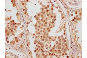 IHC image of ABIN7165518 diluted at 1:200 and staining in paraffin-embedded human testis tissue performed on a Leica BondTM system. (Fam53a anticorps  (AA 135-398))