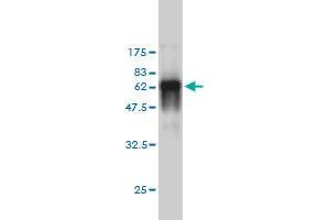 Western Blot detection against Immunogen (55.