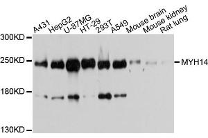 Western blot analysis of extracts of various cell lines, using MYH14 antibody (ABIN5971904) at 1/1000 dilution. (Myosin anticorps)