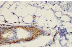 Immunohistochemistry of paraffin-embedded Rat skin using CD44 Polycloanl Antibody at dilution of 1:200 (CD44 anticorps)