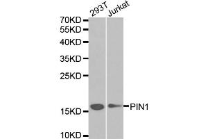 Western blot analysis of extracts of various cell lines, using PIN1 antibody. (PIN1 anticorps)