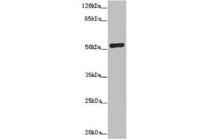 Western blot All lanes: ADPGK antibody at 1. (ADPGK anticorps  (AA 218-497))