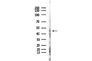 Western blot analysis of lysates from Hela cells(LPS,4h treatment), using AC Antibody at 1/1000 dilution.
