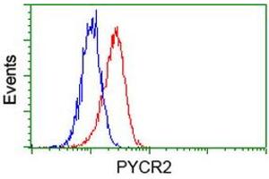 Image no. 2 for anti-Pyrroline-5-Carboxylate Reductase Family, Member 2 (PYCR2) antibody (ABIN1499982) (PYCR2 anticorps)