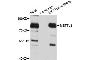 Immunoprecipitation analysis of 150 μg extracts of 293T cells using 3 μg METTL3 antibody (ABIN5974672). (METTL3 anticorps)