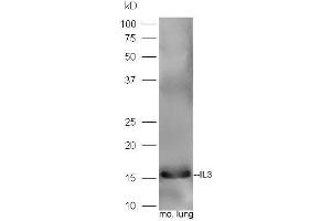 Mouse lung lysates probed with Rabbit Anti-IL-3 Polyclonal Antibody, Unconjugated  at 1:5000 for 90 min at 37˚C. (IL-3 anticorps  (AA 101-166))