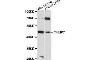 Western blot analysis of extracts of various cell lines, using CHMP7 antibody (ABIN6293246) at 1:3000 dilution. (CHMP7 anticorps)