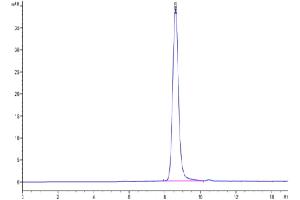 The purity of Cynomolgus IL-10 R alpha is greater than 95 % as determined by SEC-HPLC.