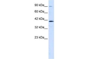 Western Blotting (WB) image for anti-Zinc Finger Protein 830 (ZNF830) antibody (ABIN2461290) (CCDC16 anticorps)