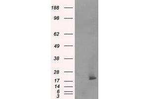 Image no. 6 for anti-NME/NM23 Nucleoside Diphosphate Kinase 4 (NME4) antibody (ABIN1499775) (NME4 anticorps)