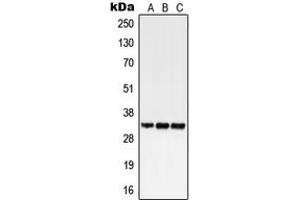 Western blot analysis of GPR18 expression in HEK293T (A), SP2/0 (B), H9C2 (C) whole cell lysates. (GPR18 anticorps  (Center))