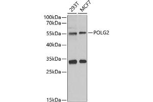 Western blot analysis of extracts of various cell lines, using POLG2 antibody (ABIN6132502, ABIN6145894, ABIN6145895 and ABIN6222405) at 1:1000 dilution. (POLG2 anticorps  (AA 216-485))