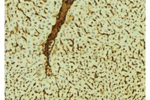 ABIN6273540 at 1/100 staining Mouse liver tissue by IHC-P. (GFI1B anticorps  (Internal Region))