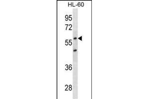 CDKN1C Antibody (ABIN1539930 and ABIN2843870) western blot analysis in HL-60 cell line lysates (35 μg/lane). (CDKN1C anticorps  (AA 34-64))