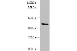 Western blot All lanes: TMOD4antibody at 4. (Tropomodulin 4 anticorps  (AA 1-345))