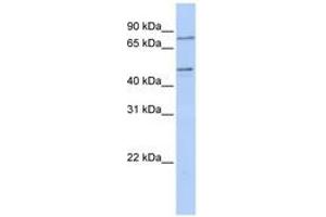 Image no. 1 for anti-Zinc Finger Protein 491 (ZNF491) (N-Term) antibody (ABIN6740636) (ZNF491 anticorps  (N-Term))