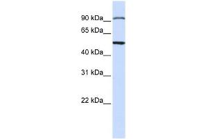 STAMBP antibody used at 1 ug/ml to detect target protein.