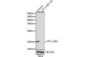 Western blot analysis of extracts from wild type (WT) and TTC11/FIS1 knockout (KO) HeLa cells, using TTC11/FIS1 antibody (ABIN7267209) at 1:1000 dilution. (Fission 1 anticorps)