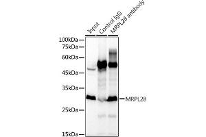 Immunoprecipitation analysis of 300 μg extracts of K-562 cells using 3 μg MRPL28 antibody (ABIN7268566). (MRPL28 anticorps)