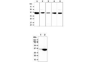 The cell lysates (40ug) were resolved by SDS-PAGE, transferred to PVDF membrane and probed with anti-human GPD1L antibody (1:500).