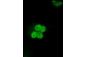 Immunofluorescence (IF) image for anti-Inhibitor of DNA Binding 3, Dominant Negative Helix-Loop-Helix Protein (ID3) antibody (ABIN1498783) (ID3 anticorps)