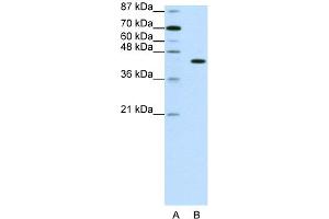 WB Suggested Anti-PGBD1 Antibody Titration:  1. (PGBD1 anticorps  (N-Term))