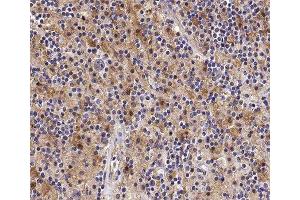 ABIN6277877 at 1/100 staining human Lymph node tissue sections by IHC-P.