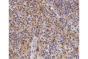 ABIN6277877 at 1/100 staining human Lymph node tissue sections by IHC-P. (STK4 anticorps  (C-Term))