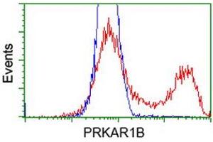 HEK293T cells transfected with either RC207809 overexpress plasmid (Red) or empty vector control plasmid (Blue) were immunostained by anti-PRKAR1B antibody (ABIN2454464), and then analyzed by flow cytometry. (PRKAR1B anticorps)