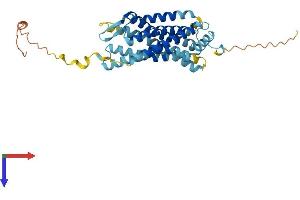 AlphaFold protein structure predicition of Human Recombinant CXCR2 Protein, UniprotID P25025