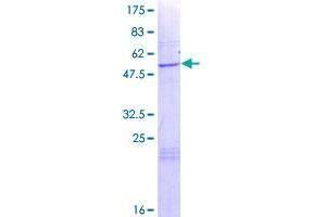 Image no. 1 for Thioesterase Superfamily Member 4 (THEM4) (AA 1-240) protein (GST tag) (ABIN1322681)