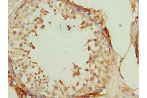 Immunohistochemistry of paraffin-embedded human testis tissue using ABIN7150764 at dilution of 1:100 (DUSP22 anticorps  (AA 1-184))