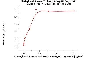 Immobilized Human FGFR2 (IIIb), His Tag (ABIN6973067) at 5 μg/mL (100 μL/well) can bind Biotinylated Human FGF basic, Avitag,His Tag (ABIN6992425) with a linear range of 0. (FGF2 Protein (AA 143-288) (AVI tag,His tag,Biotin))