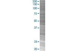 APC transfected lysate.