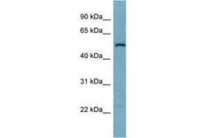 Image no. 1 for anti-Synaptosomal-Associated Protein, 47kDa (SNAP47) (AA 395-444) antibody (ABIN6741949) (SNAP47 anticorps  (AA 395-444))