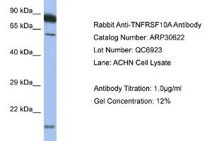 WB Suggested Anti-TNFRSF10A Antibody   Titration: 1.
