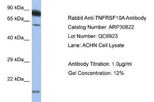 WB Suggested Anti-TNFRSF10A Antibody   Titration: 1. (TNFRSF10A anticorps  (C-Term))