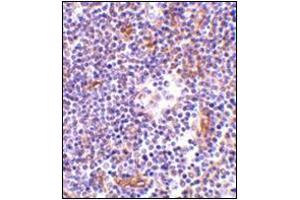 Immunohistochemistry of KappaB ras in human lymph node tissue with this product at 1 μg/ml. (NKIRAS1 anticorps  (Center))