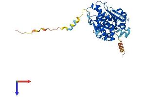 AlphaFold protein structure predicition of Mouse Recombinant Nt5c1a Protein, UniprotID A3KFX0