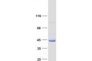 Validation with Western Blot