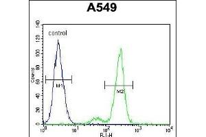 anti-Centrosomal Protein 164kDa (CEP164) (AA 246-274), (N-Term) antibody
