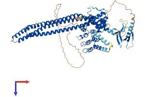 AlphaFold protein structure predicition of Human Recombinant ACAP2 Protein, UniprotID Q15057