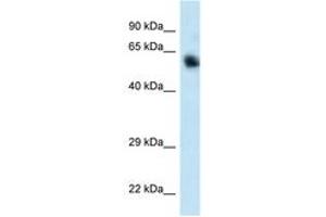 Image no. 1 for anti-Calcium/calmodulin-Dependent Protein Kinase Kinase 1, alpha (CAMKK1) (C-Term) antibody (ABIN6747441) (CAMKK1 anticorps  (C-Term))