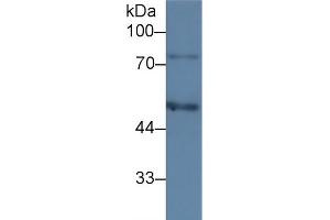 Western Blot; Sample: Human HepG2 cell lysate; Primary Ab: 3µg/ml Mouse Anti-Human C1INH Antibody Second Ab: 0. (SERPING1 anticorps  (AA 399-500))