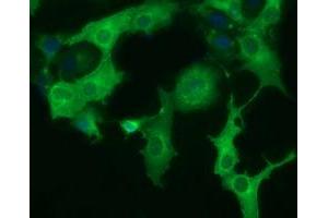 Immunofluorescence (IF) image for anti-Dynein, Cytoplasmic 1, Light Intermediate Chain 1 (DYNC1LI1) antibody (ABIN1497934) (DYNC1LI1 anticorps)