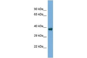Host:  Rabbit  Target Name:  Runx1  Sample Type:  Mouse Skeletal Muscle lysates  Antibody Dilution:  1. (RUNX1 anticorps  (N-Term))