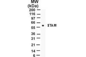 Image no. 1 for anti-Signal Transducing Adaptor Molecule (SH3 Domain and ITAM Motif) 1 (STAM) (AA 149-165) antibody (ABIN207868) (STAM anticorps  (AA 149-165))