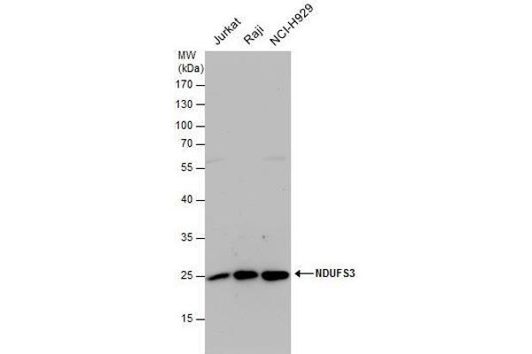 NDUFS3 antibody  (Center)