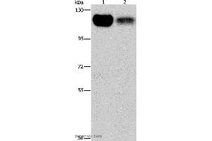 Western blot analysis of 293T and NIH/3T3 cell, using PRKD1 Polyclonal Antibody at dilution of 1:550 (PKC mu anticorps)