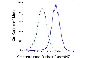 Validation of Creatine kinase B knockdown using flow cytometry. (Recombinant CKB anticorps)